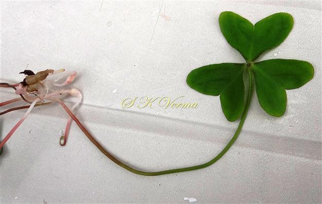  Leaf